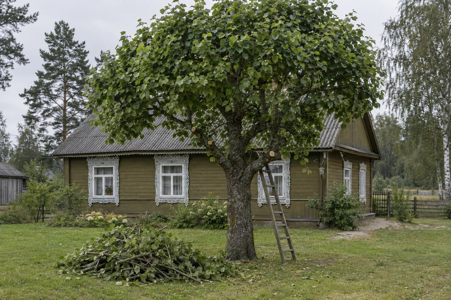 Liepa su pagenėta laja prie medinio namo, prie kamieno atremtos kopėčios, ant vejos šakų krūva